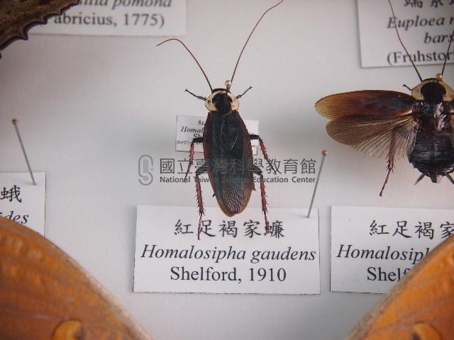 紅足褐家蠊藏品圖，第1張