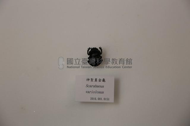 神聖糞金龜藏品圖，第1張