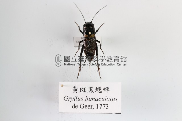 黃斑黑蟋蟀藏品圖，第1張