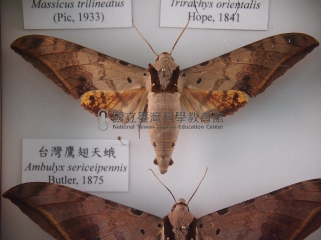 臺灣鷹翅天蛾藏品圖，第1張