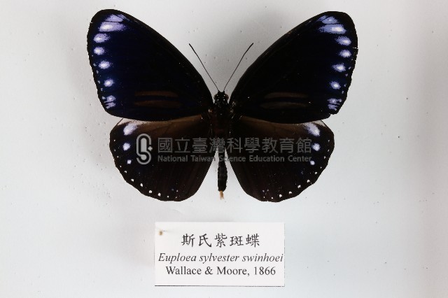 斯氏紫斑蝶藏品圖，第1張