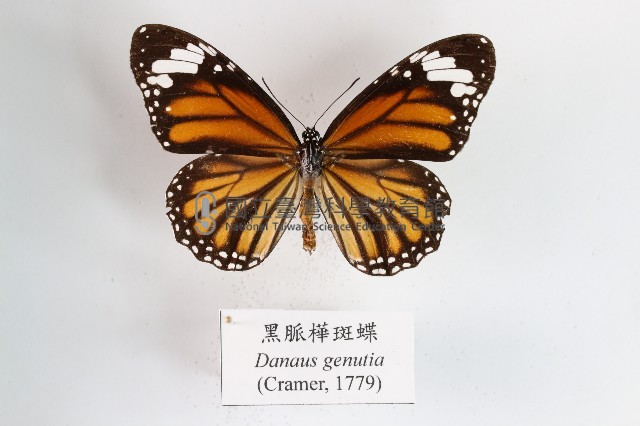 黑脈樺斑蝶藏品圖，第1張