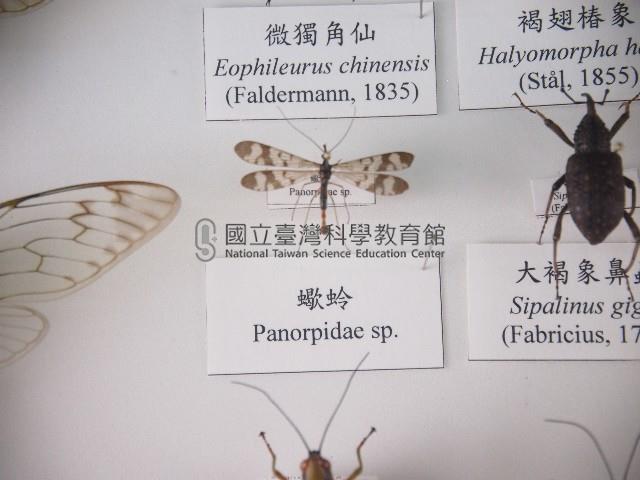 蠍蛉藏品圖，第1張