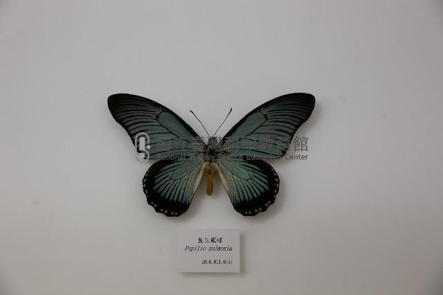 藍巨鳳蝶藏品圖，第1張