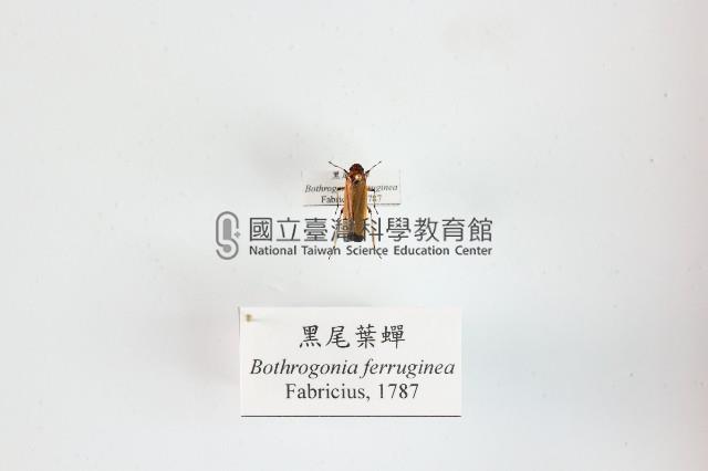 黑尾葉蟬藏品圖，第1張