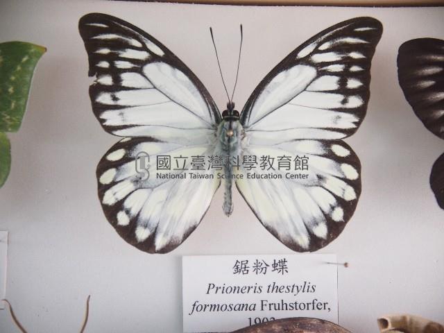 鋸粉蝶藏品圖，第1張