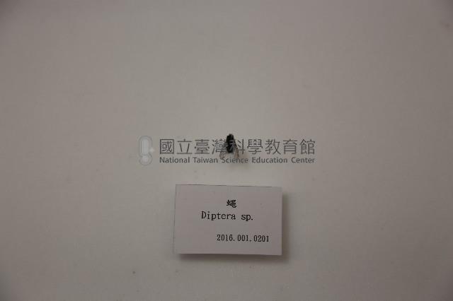 蠅藏品圖，第1張