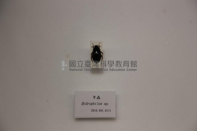 牙蟲藏品圖，第1張