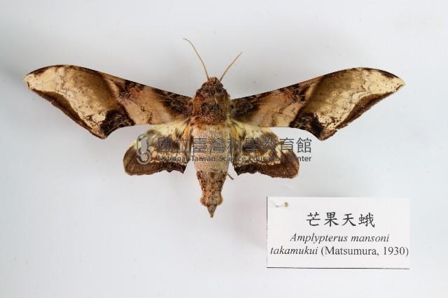 芒果天蛾藏品圖，第1張