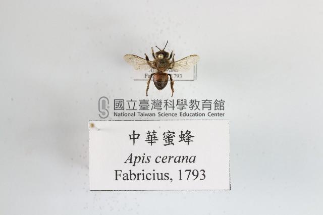 中華蜜蜂藏品圖，第1張