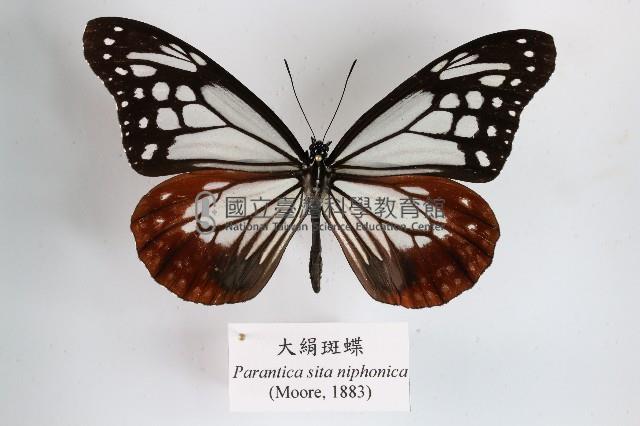 大絹斑蝶藏品圖，第1張