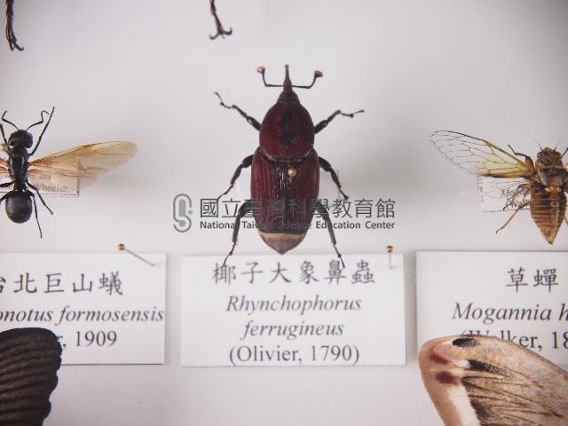 椰子大象鼻蟲藏品圖，第1張