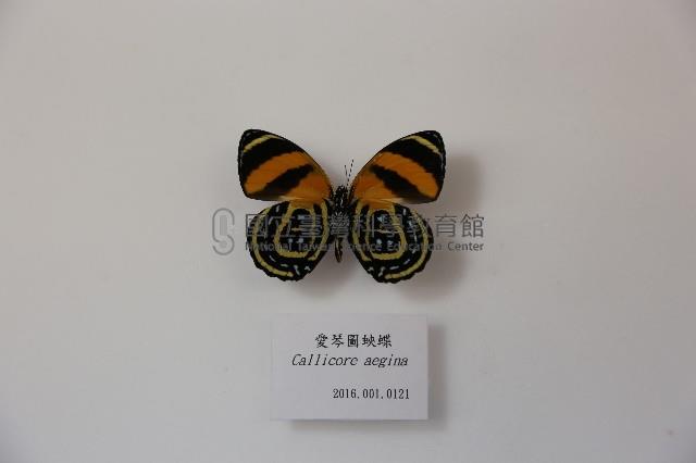 愛琴圖蛺蝶藏品圖，第1張