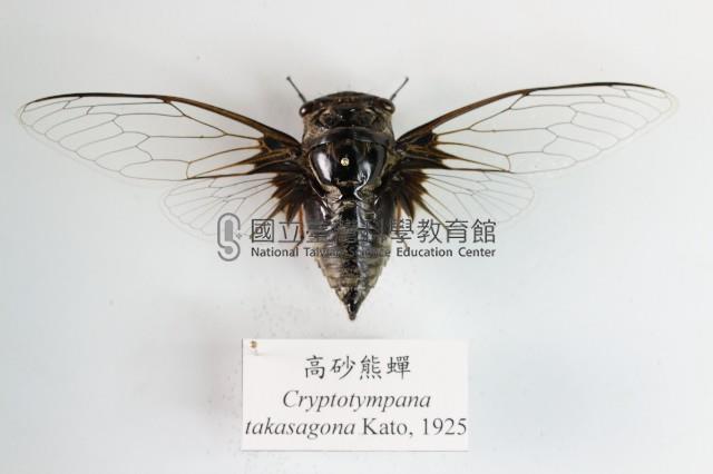 高砂熊蟬藏品圖，第1張