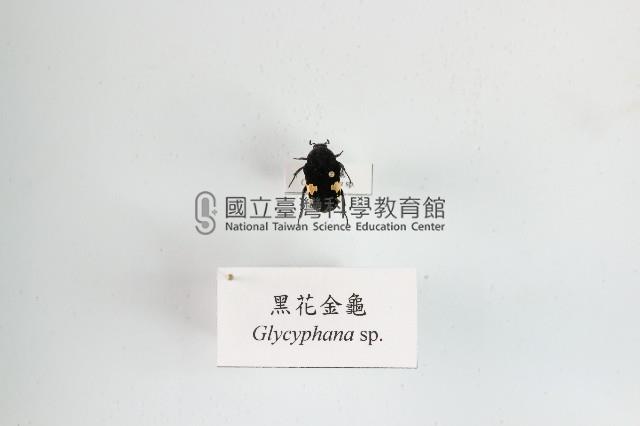 黑花金龜藏品圖，第1張