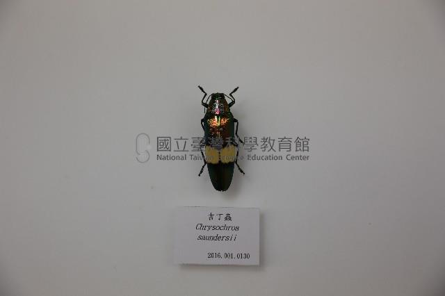 吉丁蟲藏品圖，第1張