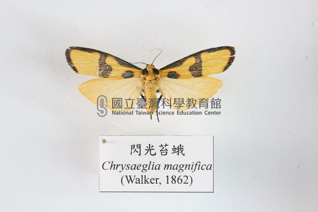 閃光苔蛾藏品圖，第1張