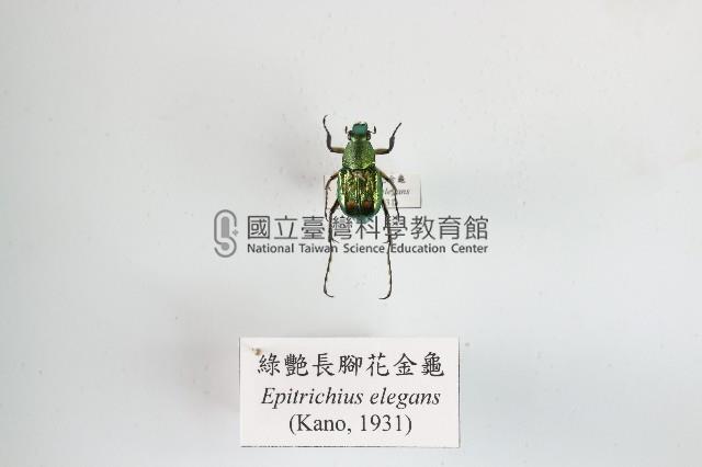 綠艷長腳花金龜藏品圖，第1張