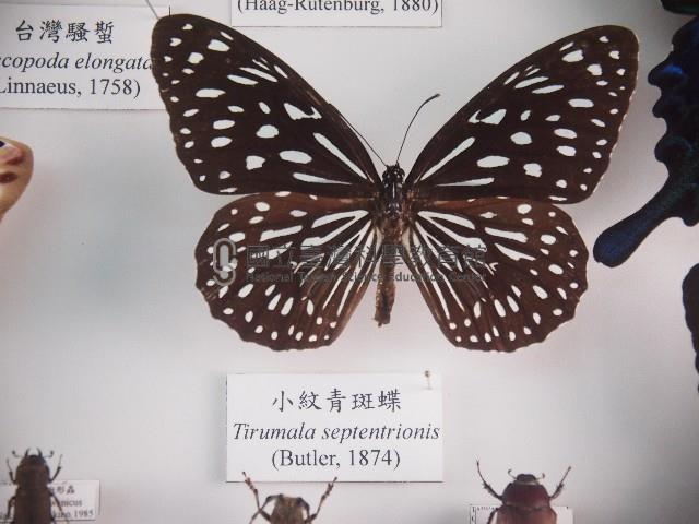 小紋青斑蝶藏品圖，第1張