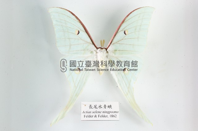 長尾水青蛾藏品圖，第1張