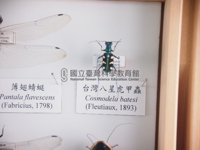 臺灣八星虎甲蟲藏品圖，第1張