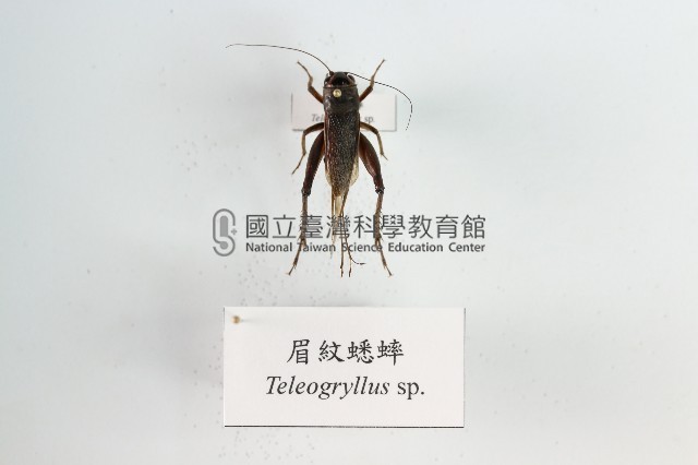 眉紋蟋蟀藏品圖，第1張