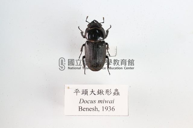 平頭大鍬形蟲藏品圖，第1張