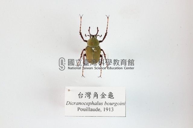 臺灣角金龜藏品圖，第1張