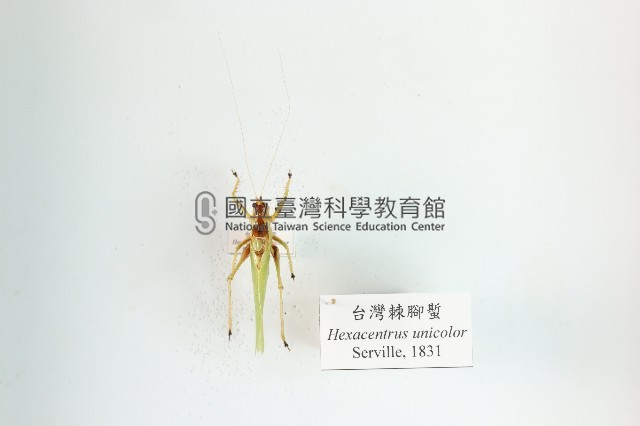 臺灣棘腳蟴藏品圖，第1張