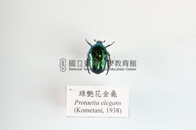 綠艷花金龜藏品圖，第1張