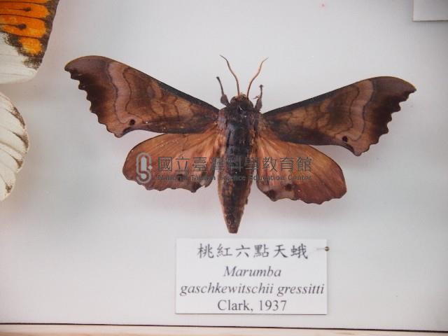 桃紅六點天蛾藏品圖，第1張