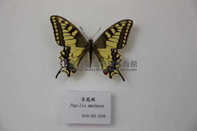 黃鳳蝶藏品圖，第1張