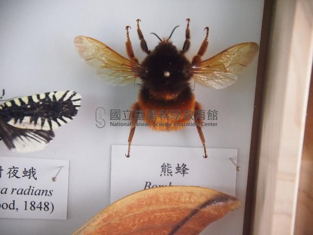 熊蜂藏品圖，第1張