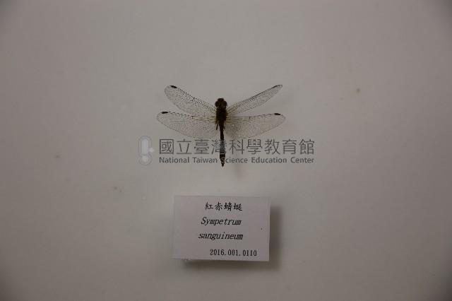 紅赤蜻蜓藏品圖，第1張