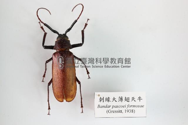 刺緣大薄翅天牛藏品圖，第1張