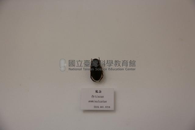 龍蝨藏品圖，第1張