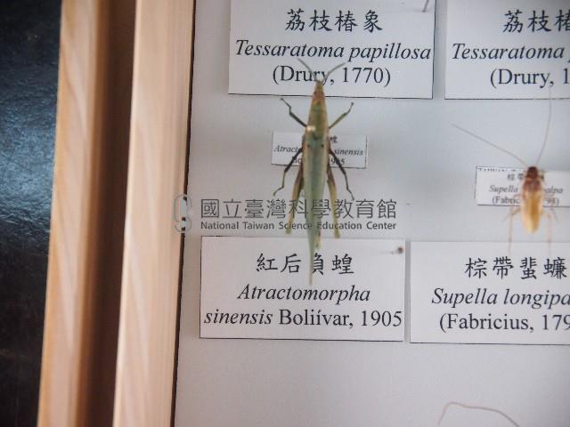 紅后負蝗藏品圖，第1張