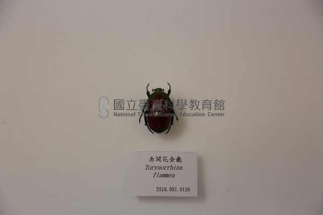 赤闊花金龜藏品圖，第1張