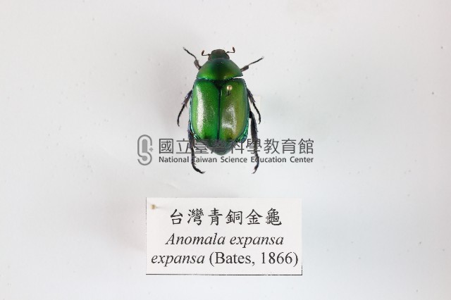 臺灣青銅金龜藏品圖，第1張