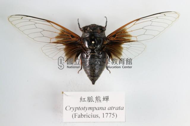 紅脈熊蟬藏品圖，第1張
