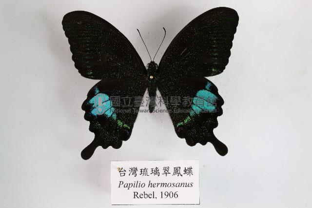 臺灣琉璃翠鳳蝶藏品圖，第1張