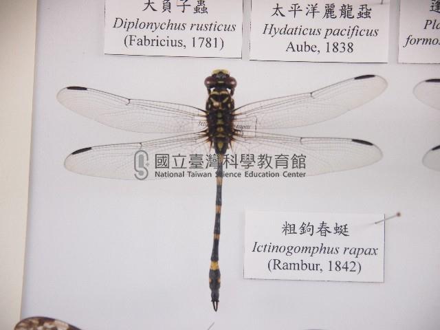 粗鉤春蜓藏品圖，第1張