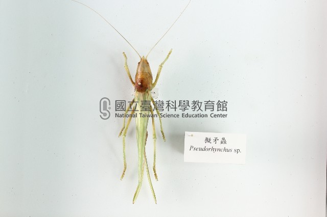 擬矛螽藏品圖，第1張