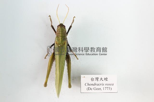臺灣大蝗藏品圖，第1張
