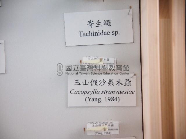 玉山假沙梨木蝨藏品圖，第1張