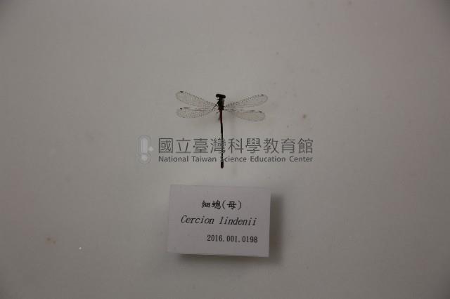 細蟌(母)藏品圖，第1張