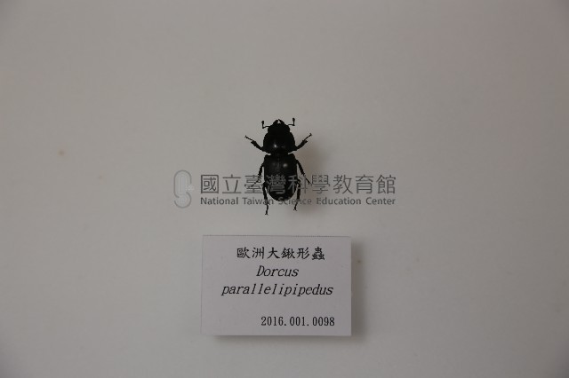 歐洲大鍬形蟲藏品圖，第1張