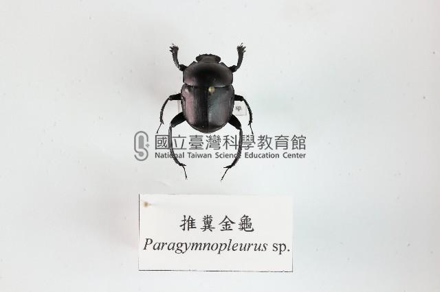 推糞金龜藏品圖，第1張
