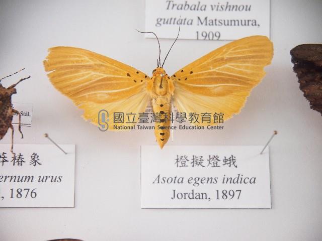橙擬燈蛾藏品圖，第1張