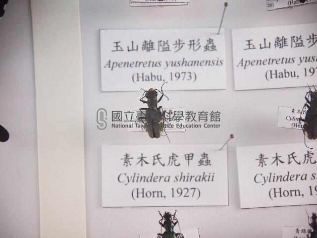 素木氏虎甲蟲藏品圖，第1張